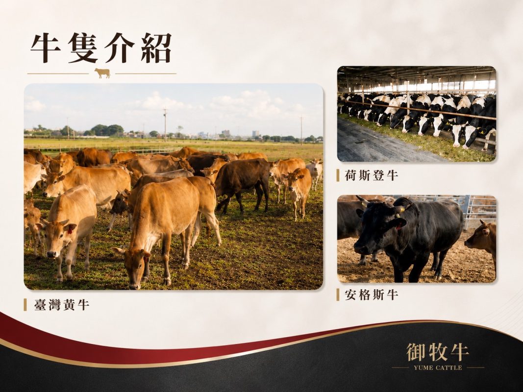 台灣牛品種有哪些，包含臺灣黃牛、乳公牛與安格斯牛。本圖整理台灣牛品種，包括臺灣黃牛、乳公牛與安格斯牛。臺灣黃牛是台灣珍貴的本土牛種，而乳公牛與安格斯牛也是國產牛肉的重要來源之一。